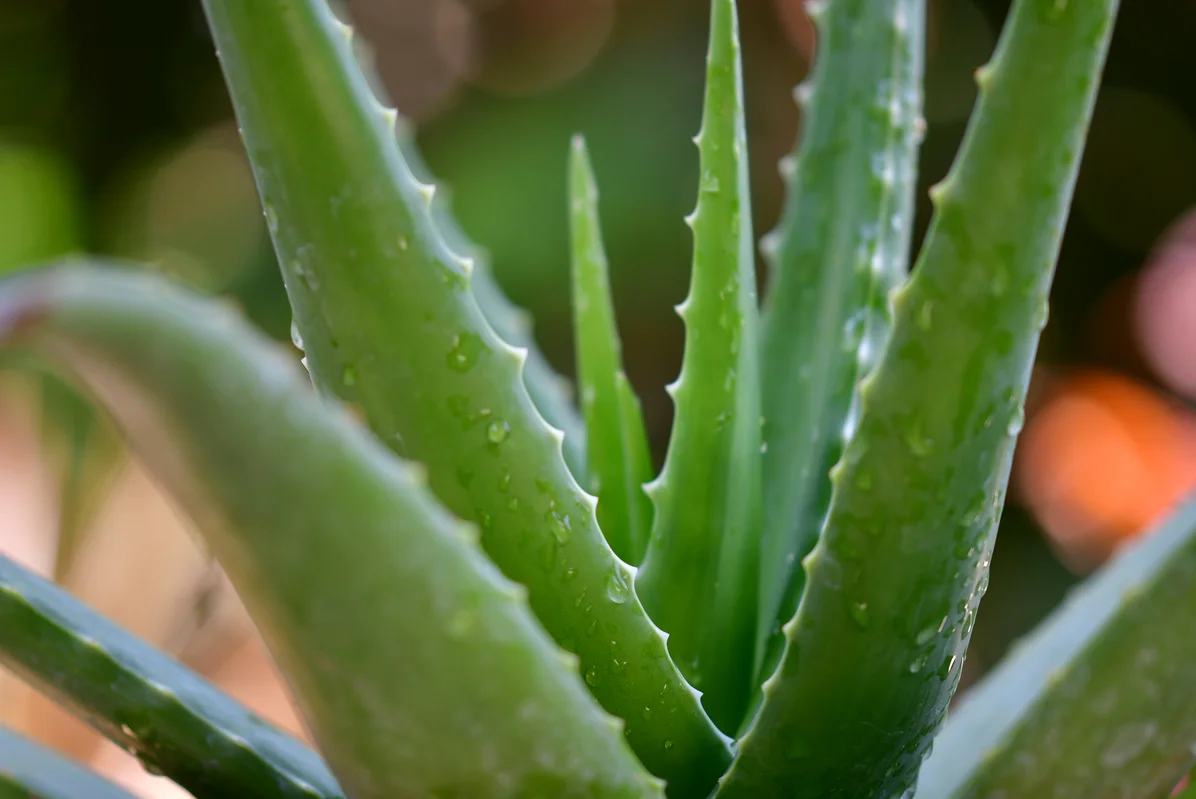 Aloe vera gel being applied to soothe mosquito bites Aloe vera gel being applied to soothe mosquito bites