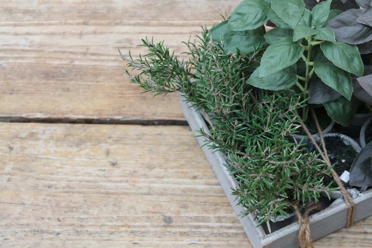 Fresh basil and thyme leaves for natural mosquito bite relief Fresh basil and thyme leaves for natural mosquito bite relief