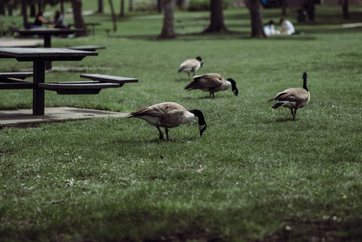 Wildlife spotted in Fairmount Park, Philadelphia